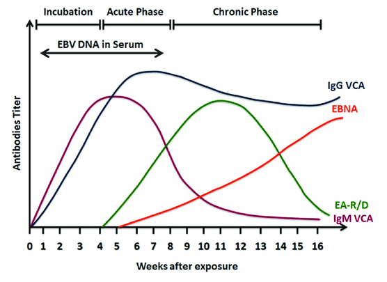 EPSTEIN BARR VIRUS VCA IGG IGM HCDC