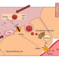 https://healthcarediagnosticcliniclab.com/