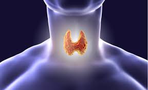 thyroid